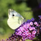 Kohlweißling auf Sommerflieder