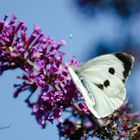 Kohlweißling auf Sommerflieder