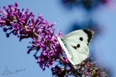 Kohlweißling auf Sommerflieder