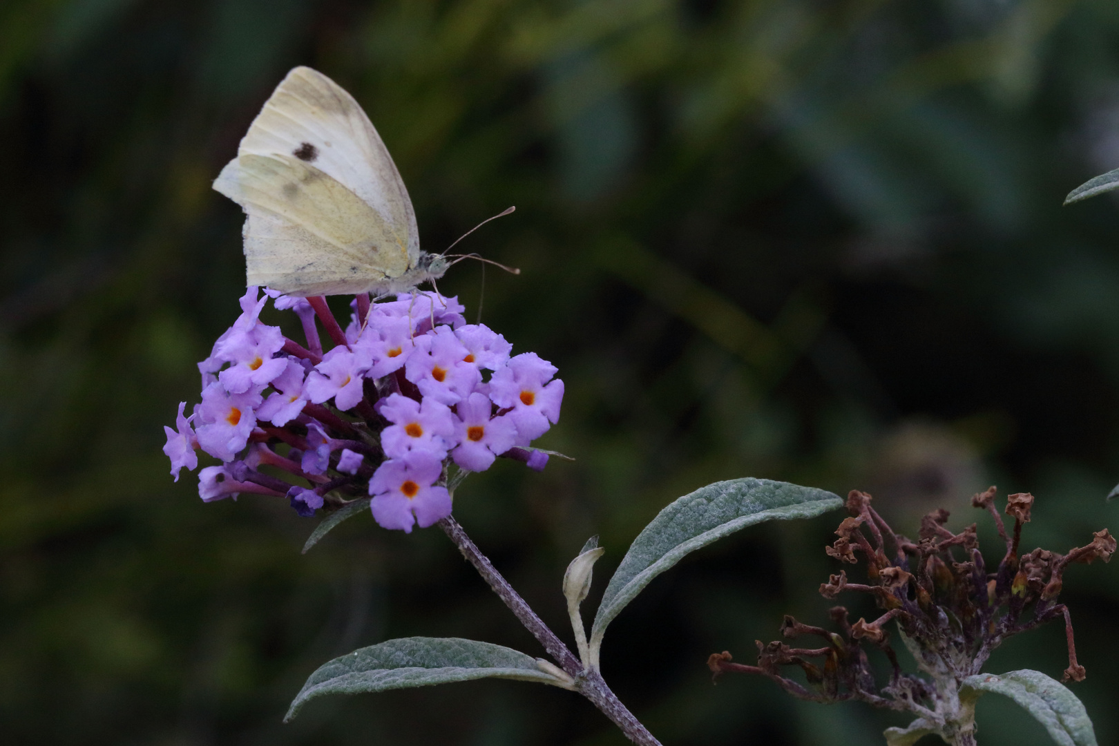 Kohlweißling auf Sommerflieder (Buddleja) (I)