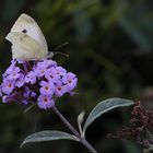 Kohlweißling auf Sommerflieder (Buddleja) (I)