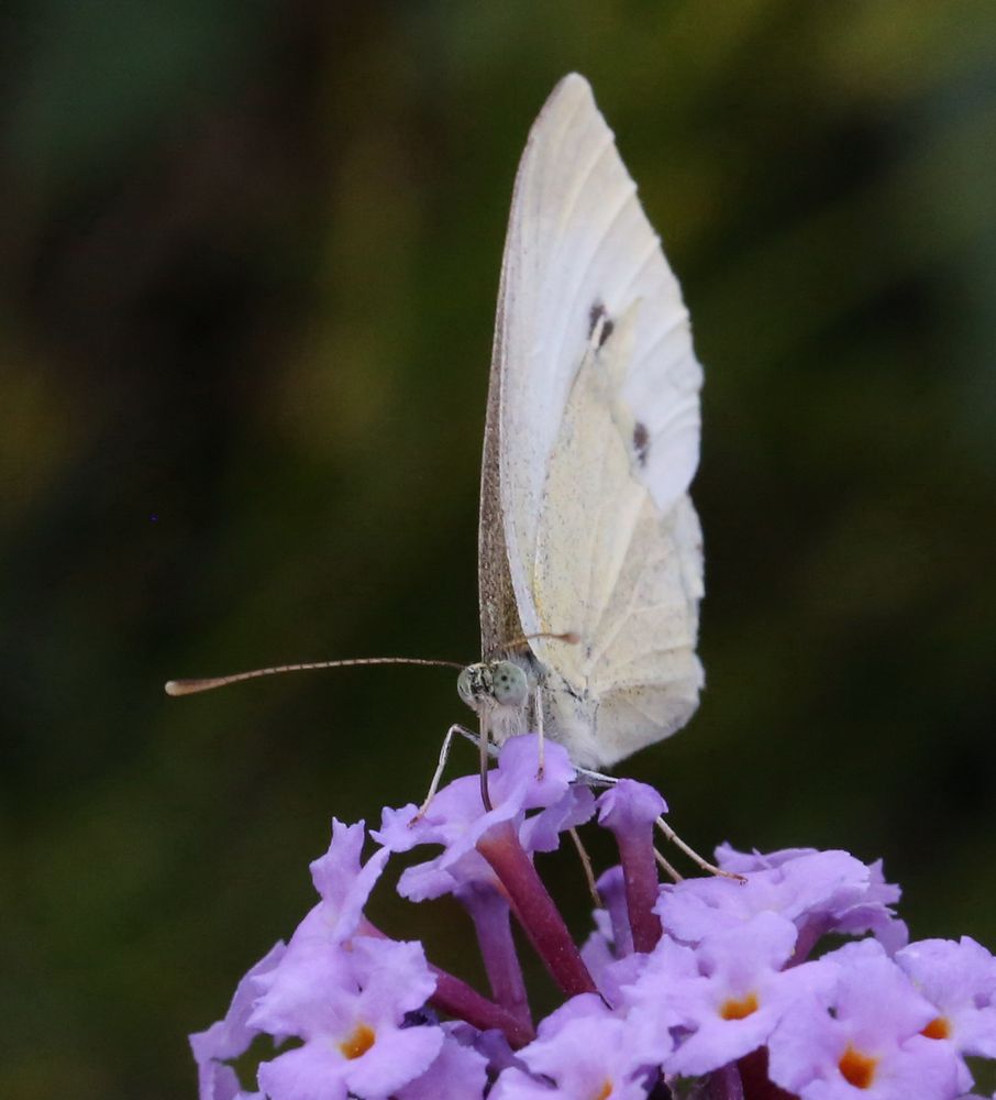 Kohlweißling auf Sommerflieder (Buddleja) (II)