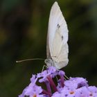 Kohlweißling auf Sommerflieder (Buddleja) (II)