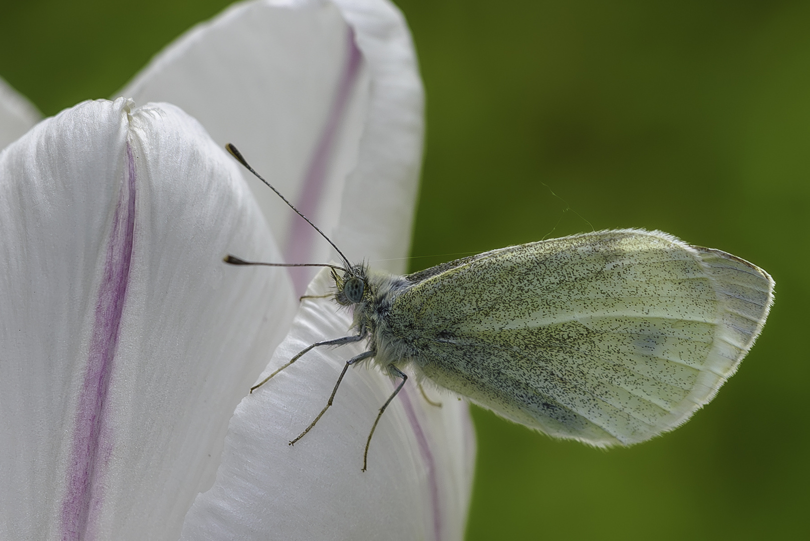 Kohlweißling auf Tulpe.