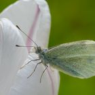 Kohlweißling auf Tulpe.