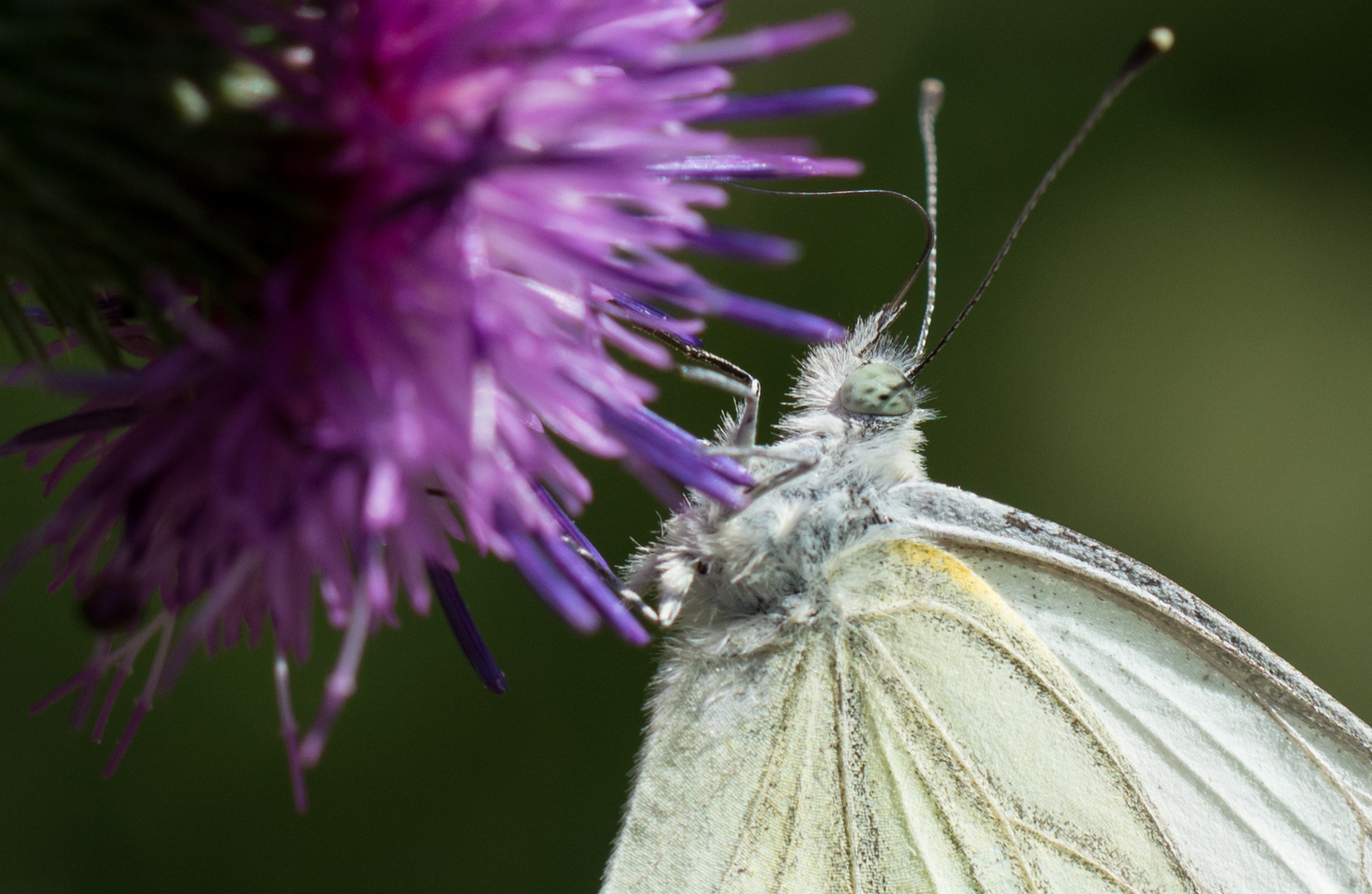 Kohlweißling / cabbage butterfly