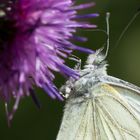 Kohlweißling / cabbage butterfly