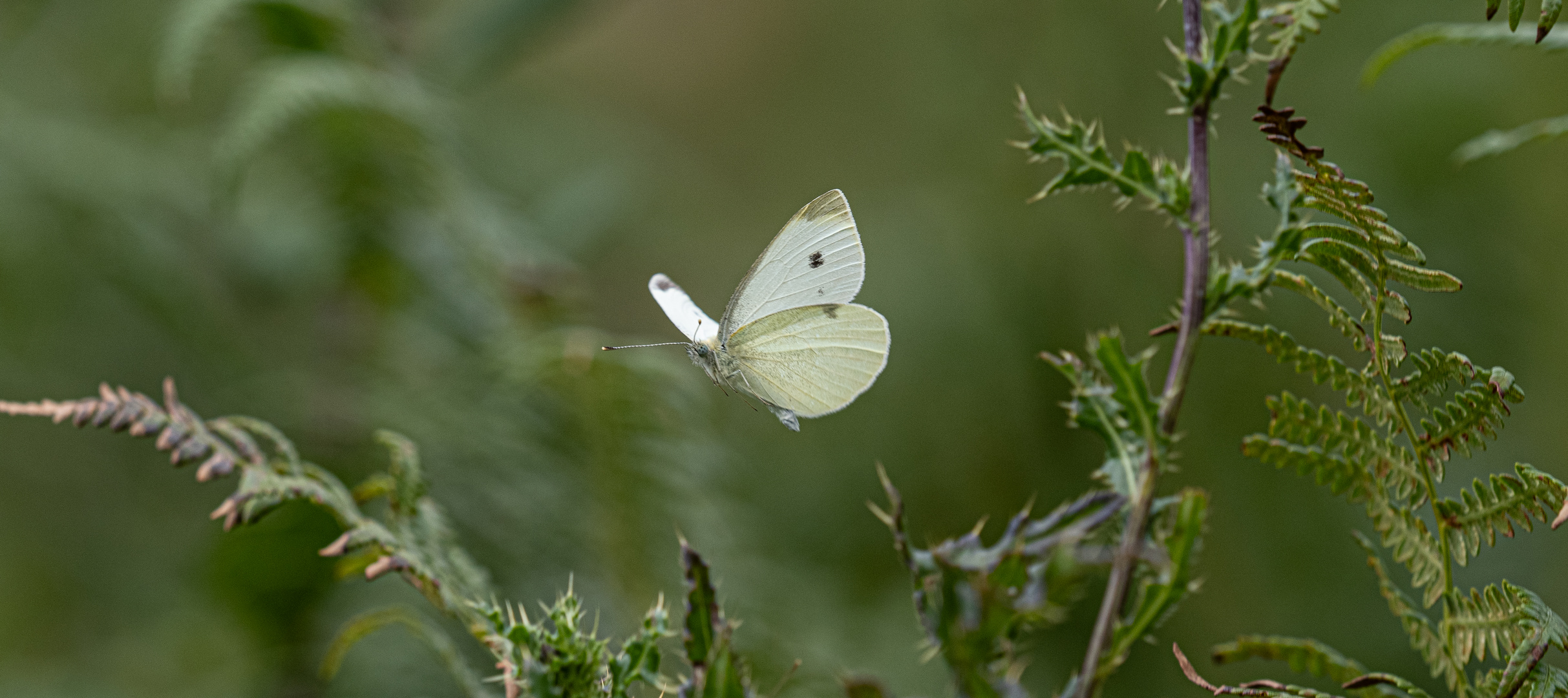 Kohlweißling im Flug (1)