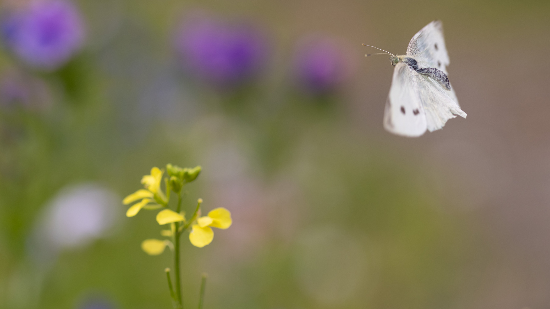 Kohlweißling im Flug