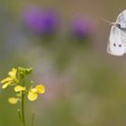 Kohlweißling im Flug