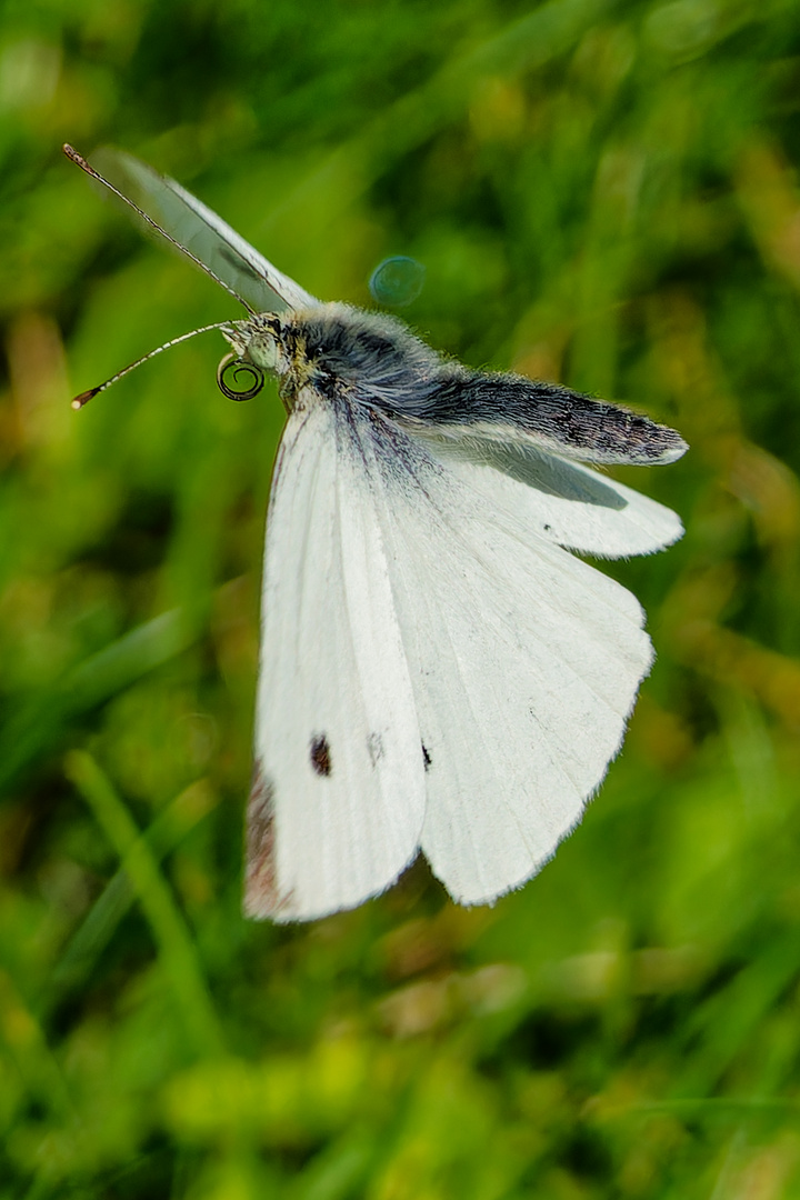 Kohlweißling im Flug