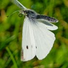 Kohlweißling im Flug