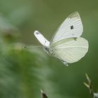 Kohlweissling im Flug