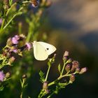 Kohlweißling im Frühsommer