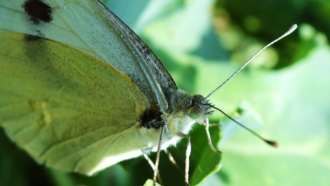 Kohlweißling im Kohlrabi