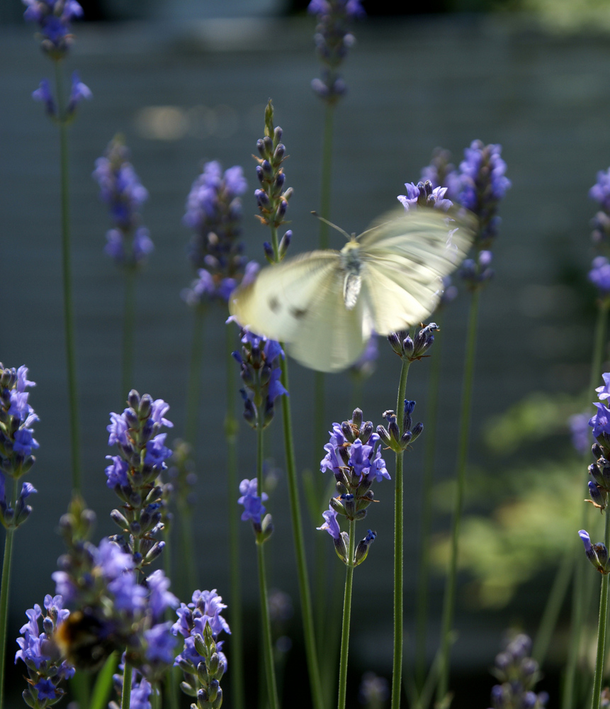 Kohlweißling im Lavendel