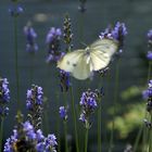 Kohlweißling im Lavendel