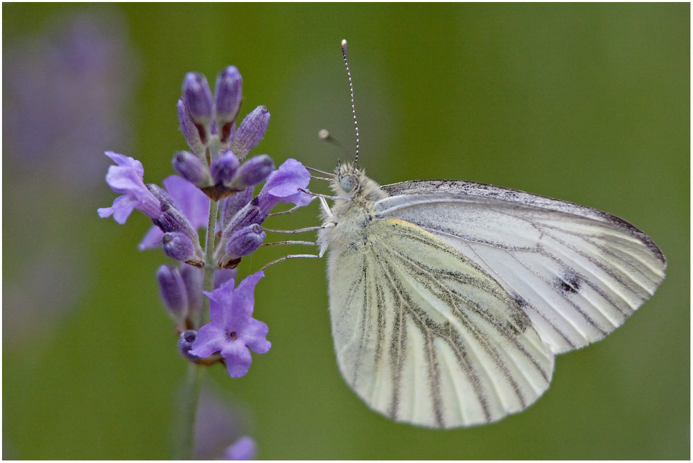 Kohlweissling im Lavendel