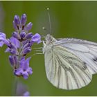 Kohlweissling im Lavendel