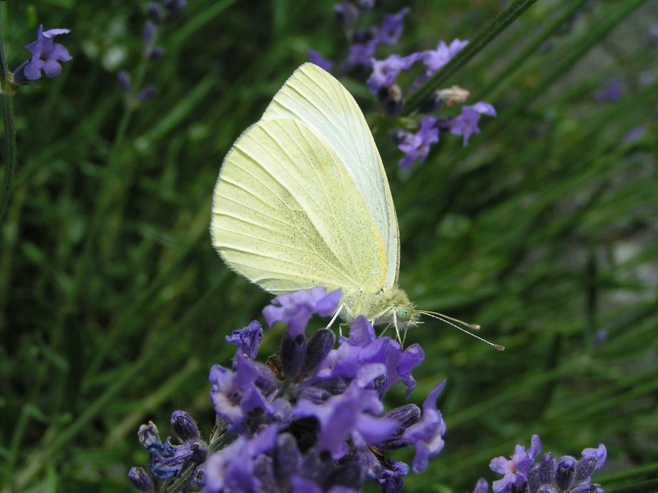 Kohlweißling im Lavendel