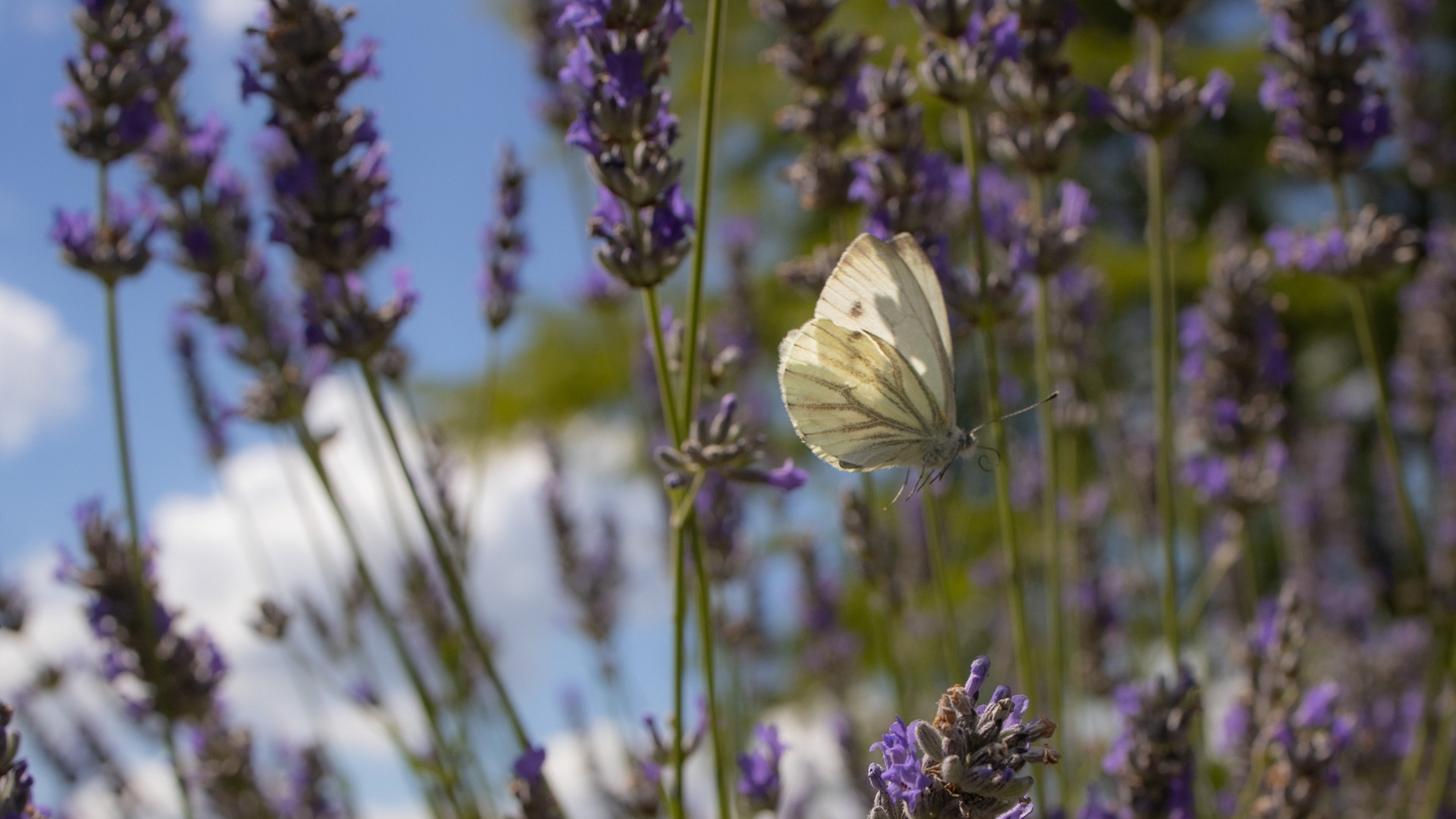 Kohlweißling im Lavendel