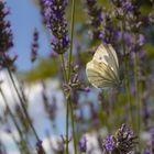 Kohlweißling im Lavendel