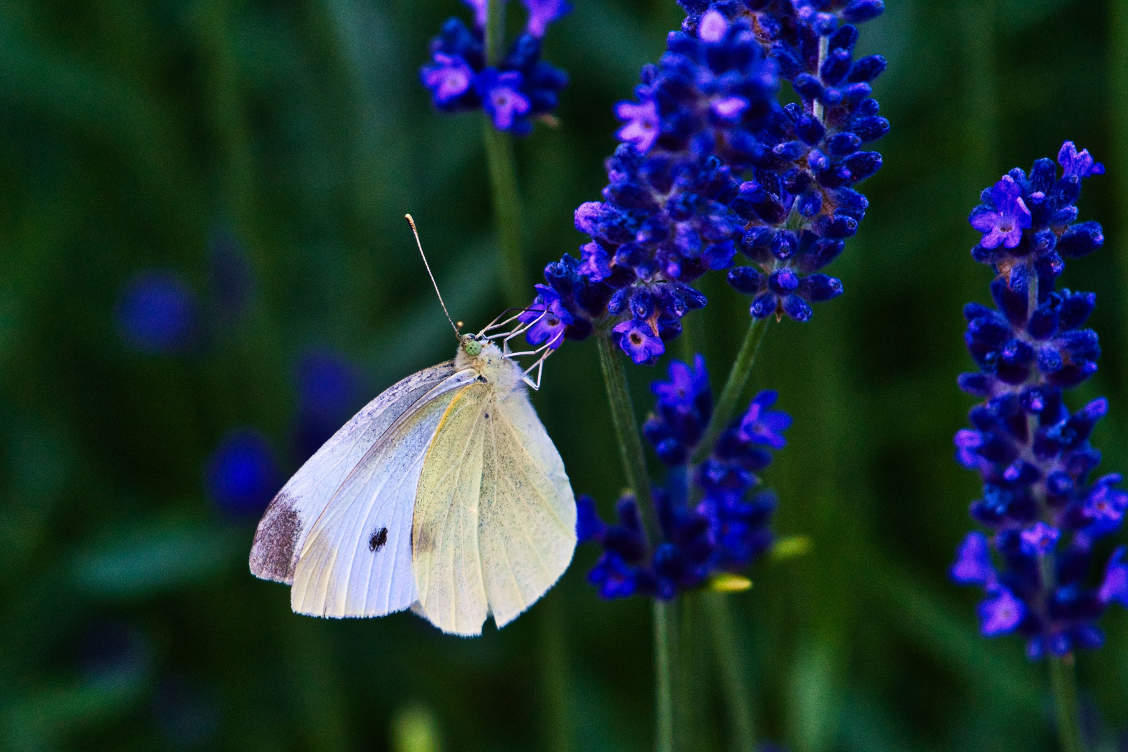 Kohlweißling im Lavendel