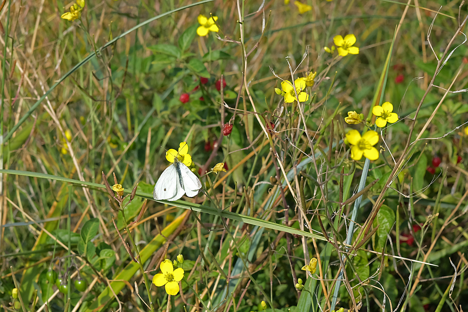 Kohlweissling im Lebensraum der Nordseedünen von Domburg in der niederländischen Provinz Zeeland