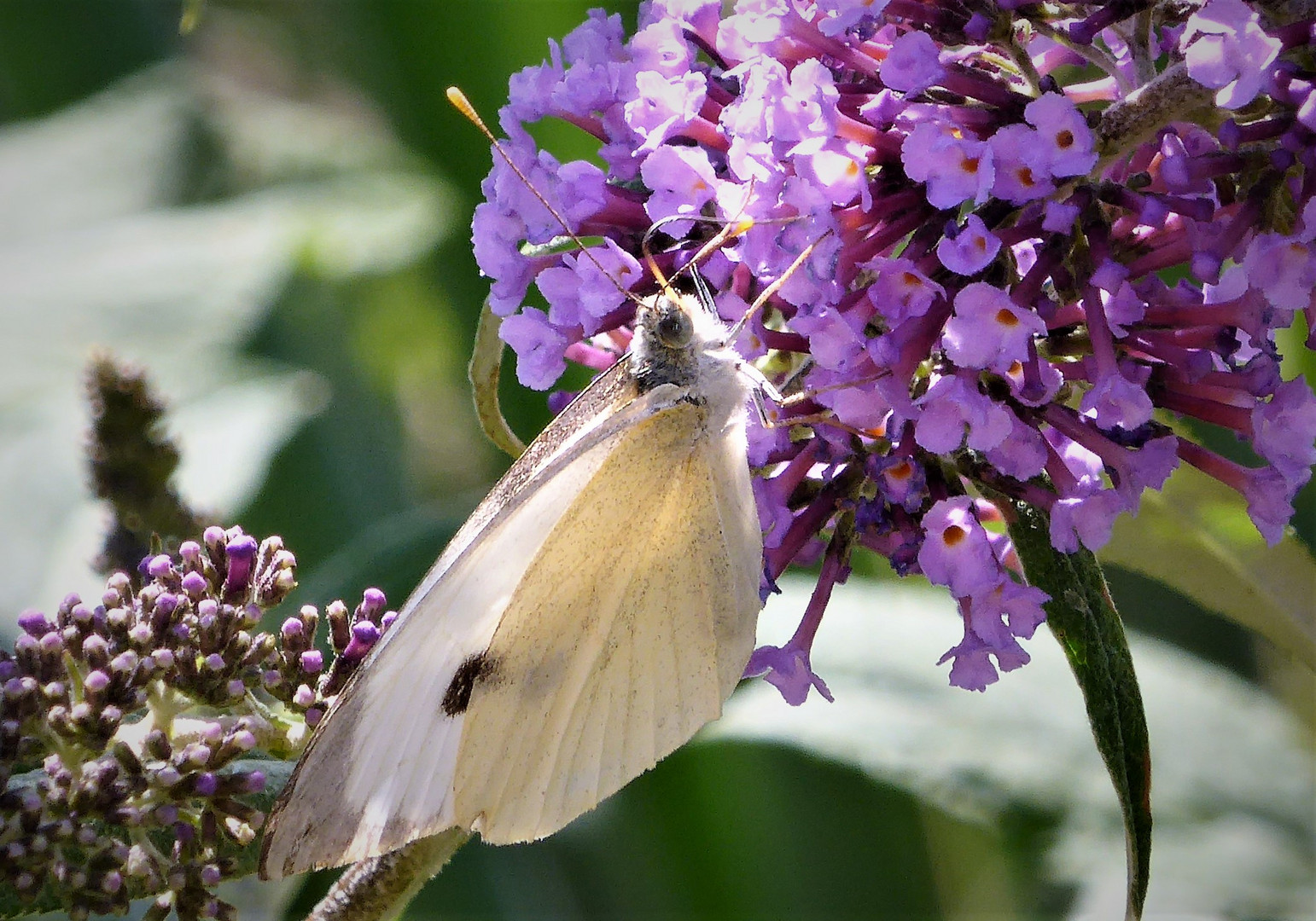 Kohlweißling im Sommerflieder