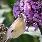 Kohlweißling im Sommerflieder