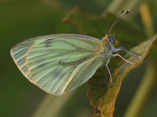 Kohlweissling in der Abendsonne