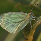 Kohlweissling in der Abendsonne