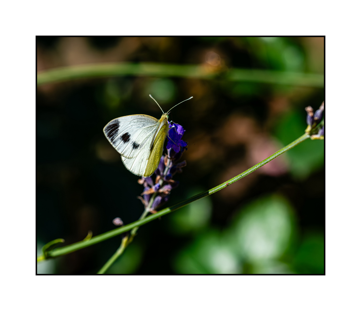 Kohlweißling in meinem Garten