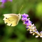 Kohlweißling liebt Lavendel