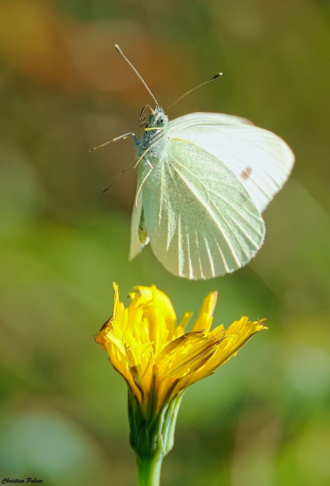 Kohlweissling macht den Abflug