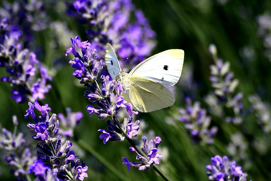 Kohlweißling meets Lavendel