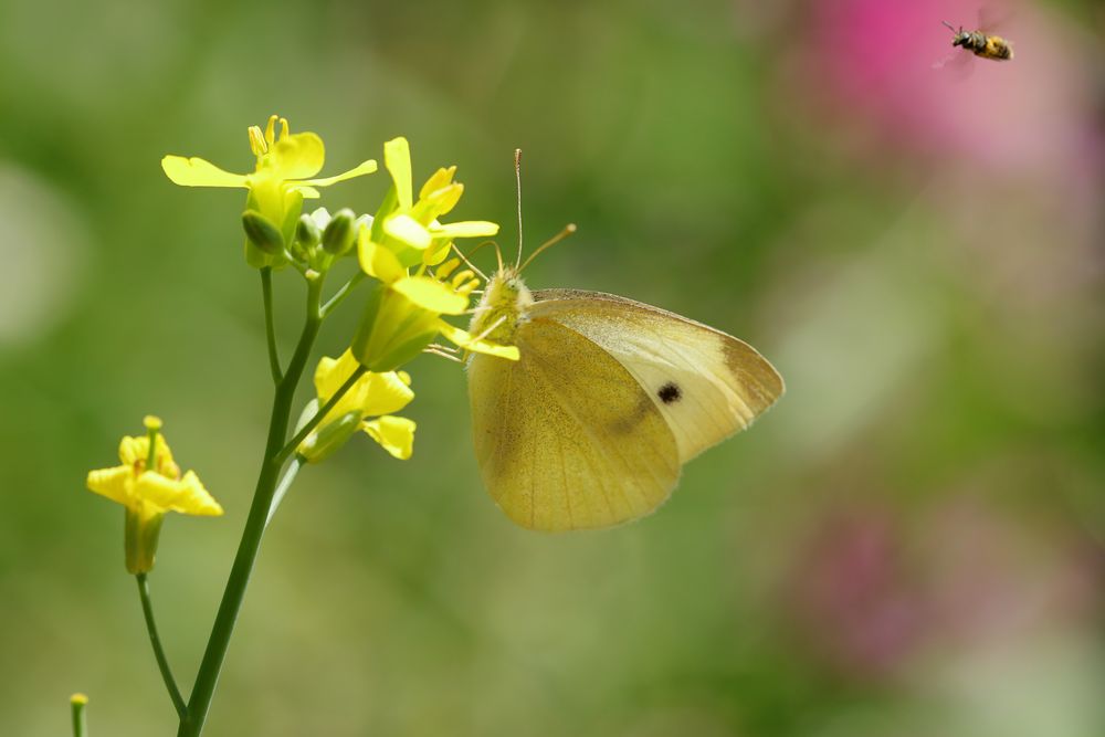 Kohlweißling mit Biene