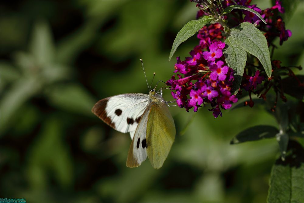 Kohlweißling o Zitronenfalter, weibl Foto &amp; Bild | natur, insekten ...