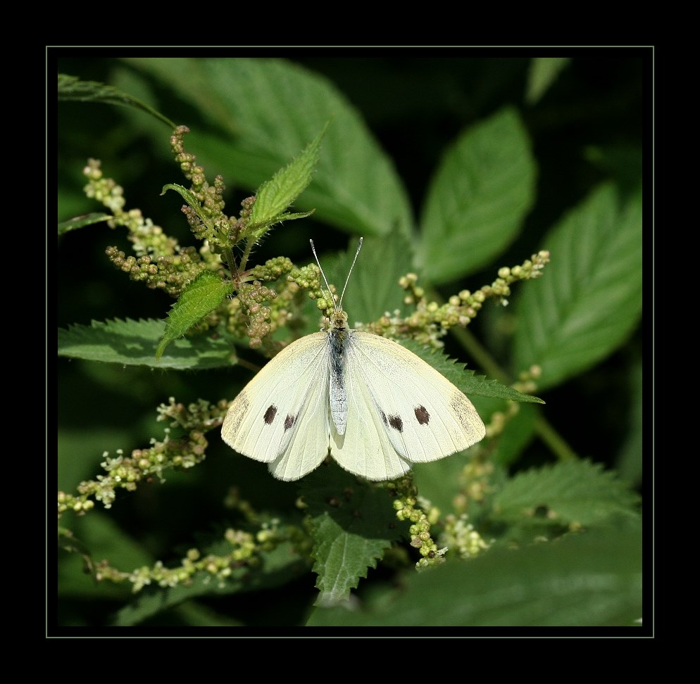 Kohlweißling (Pieris brassicae)