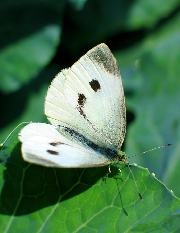 Kohlweissling (Pieris brassicae)