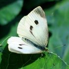 Kohlweissling (Pieris brassicae)