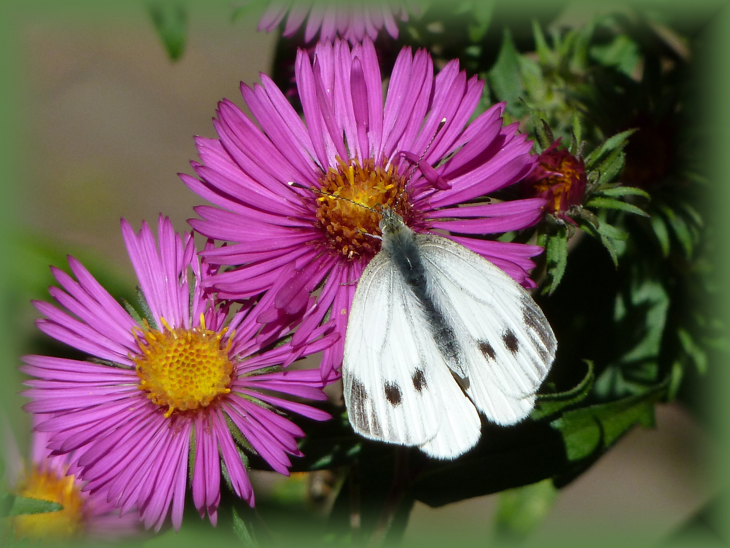 Kohlweißling (Pieris brassicae)