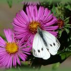 Kohlweißling (Pieris brassicae)