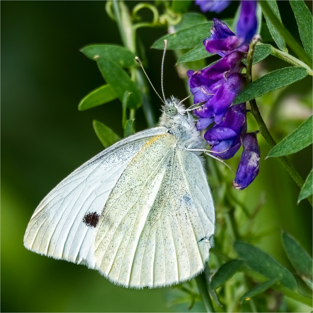 Kohlweissling ( Pieris brassicae )