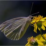 Kohlweißling (Pieris brassicae)