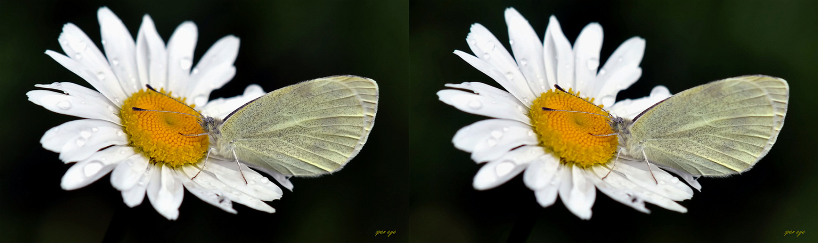 Kohlweißling Pieris rapae 3D 