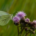 Kohlweißling (Pieris rapae)