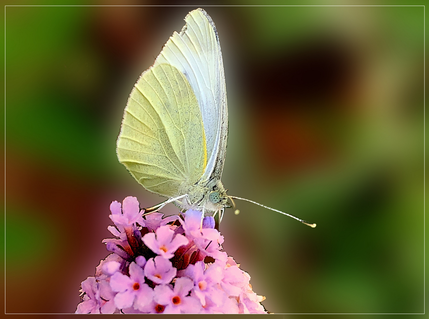 Kohlweißling (Pieris rapae)