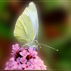 Kohlweißling (Pieris rapae)