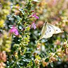  Kohlweißling, Pieris rapae. 